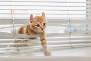 Red kitten tangled in window blinds