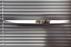 Curious cat looking through blinds
