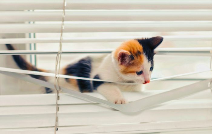 Kitty Cat playing in Window Blinds