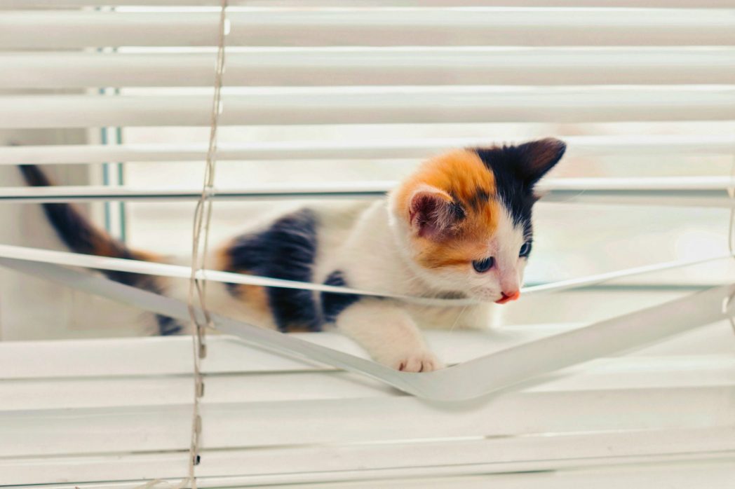 Kitty Cat playing in Window Blinds